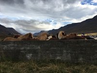 29 September to Bjartejarsandur